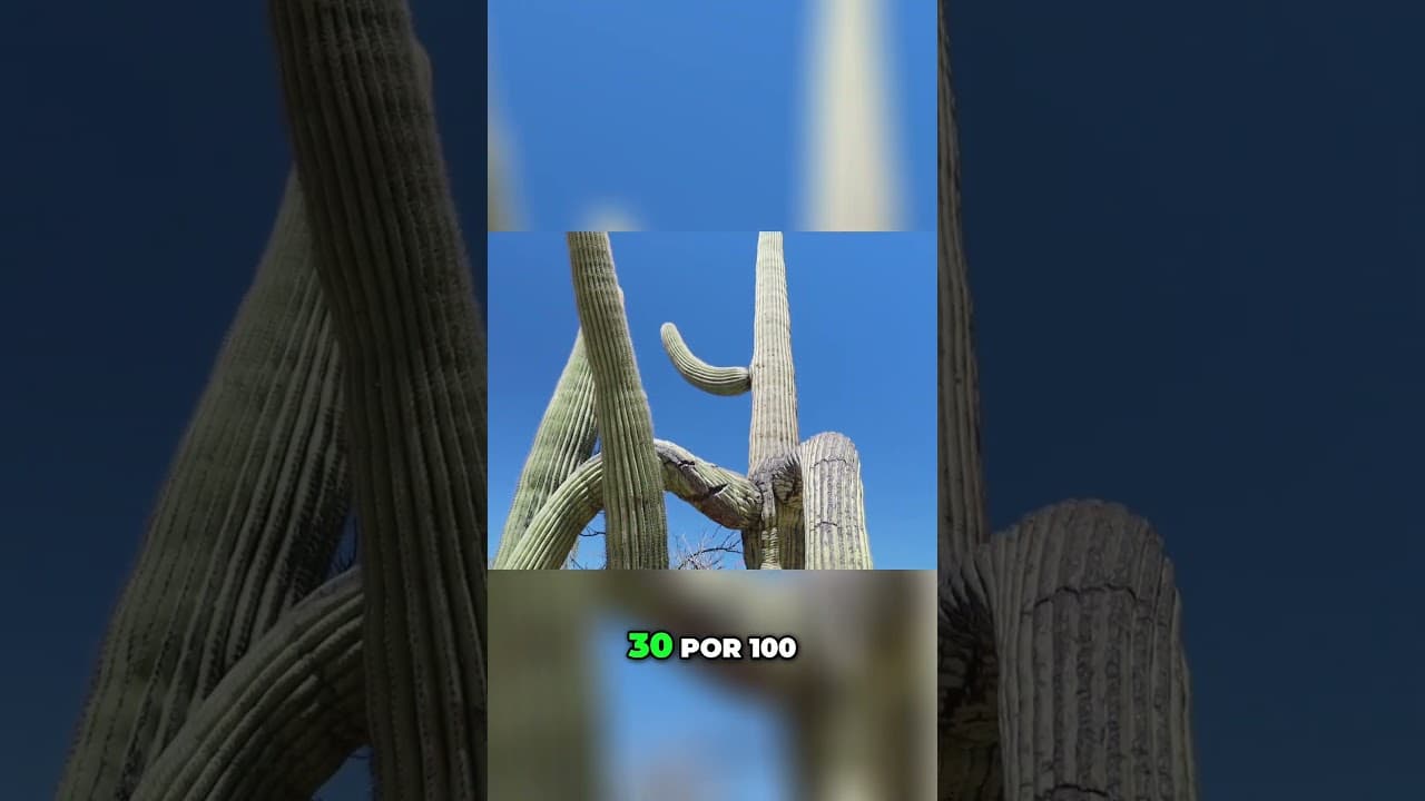 Por esto siempre está tan natural 🌵