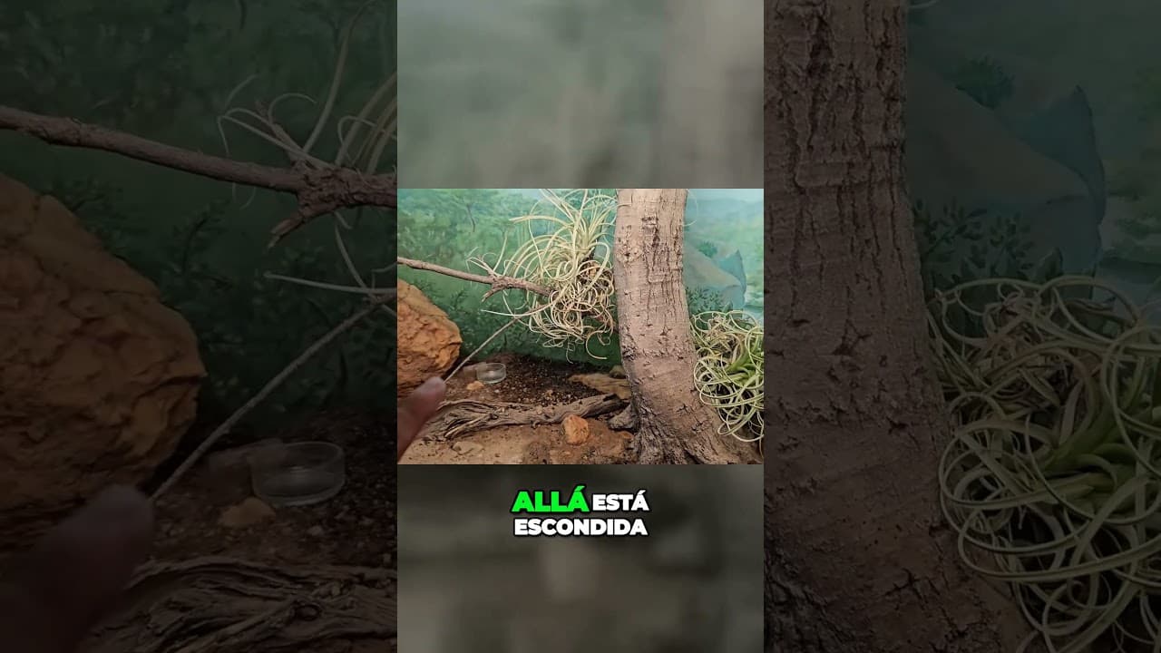Ranas🐸 y Tarantulas🕷️ !?? Que mas Hay??😨 #museum #arizona #arizonadesert