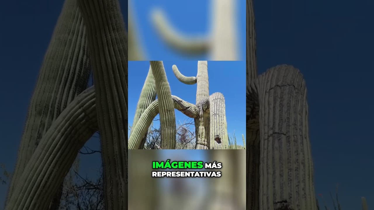El parque de los Saguaros 🌵