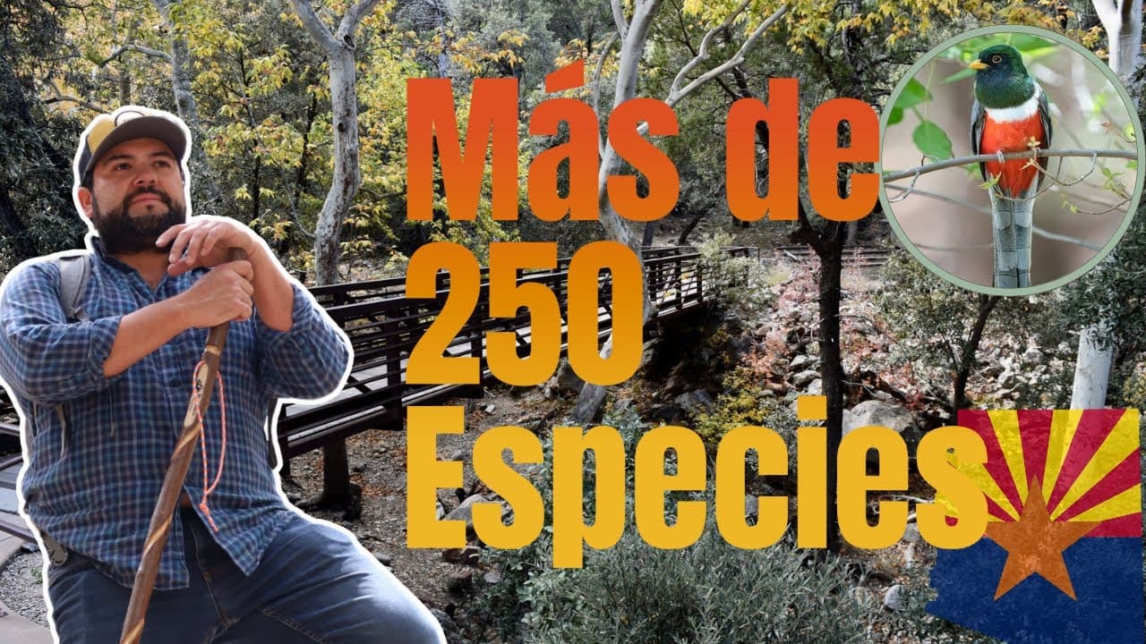 Madera Canyon Arizona: senderismo, aves y carne asada cerca de Tucson