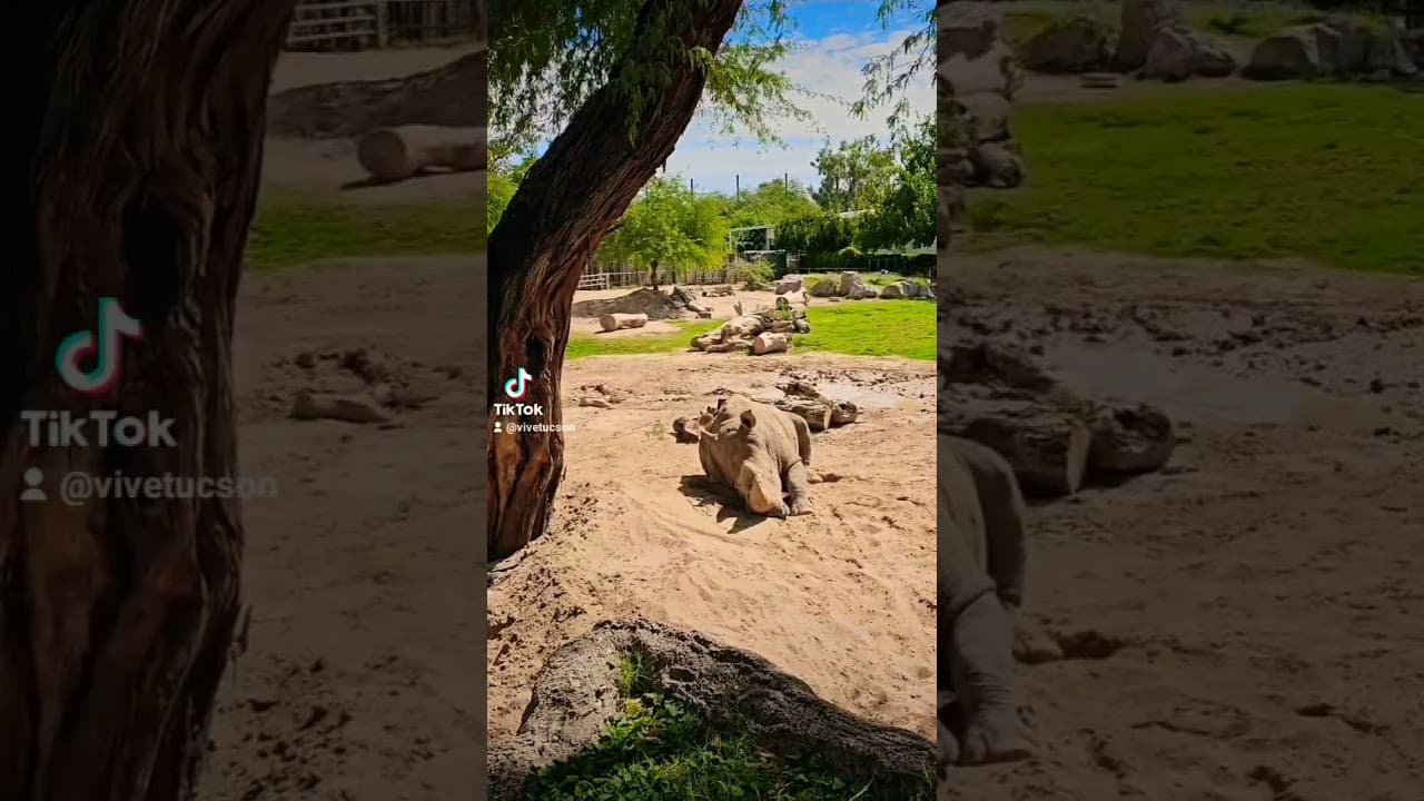 Tucson Zoo 🦏🦍